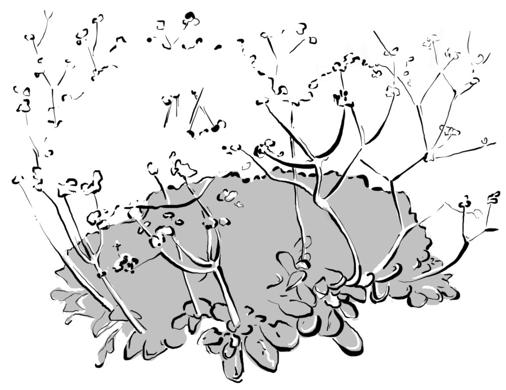 California native plants