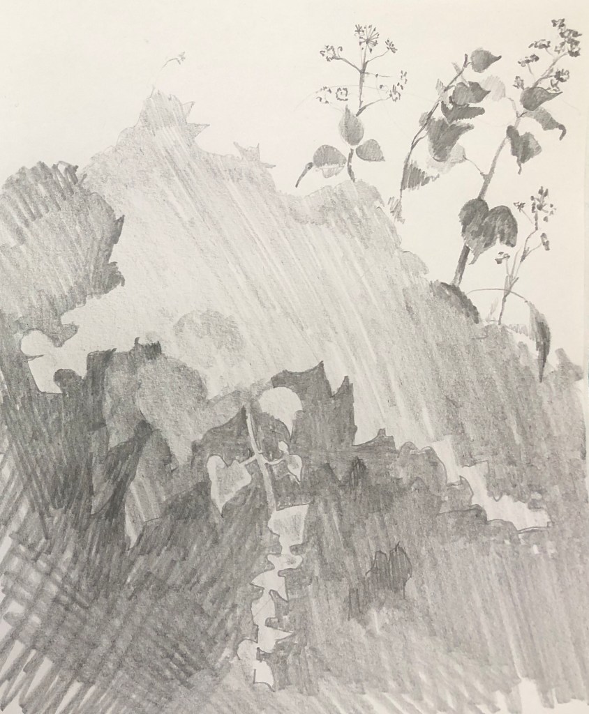 rough graphite sketch of ivy on a fence